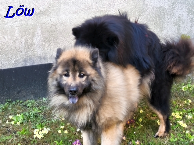 3.4.2026 - Dwix leidet